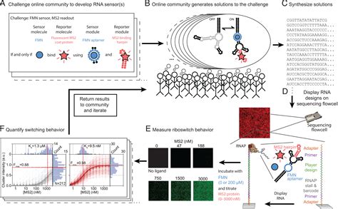 Crowdsourced Rna Design Discovers Diverse Reversible Efficient Self