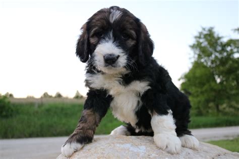 Get a boxer, husky, german shepherd, pug, and more on kijiji, canada's #1 local classifieds. Standard Bernedoodle Puppies Indiana - Animal Friends