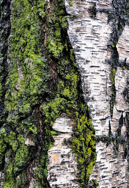 Birch Bark Textures Tree Bark Texture Tree Textures Texture Photography