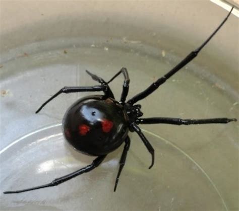 Black Widow Latrodectus Variolus Bugguidenet