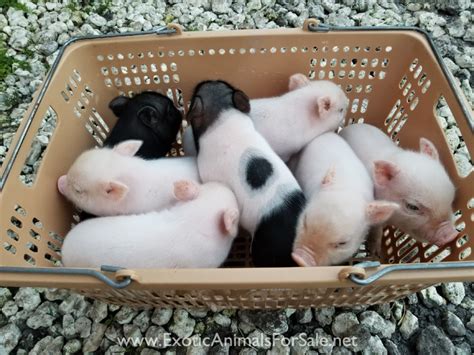 Pot Belly Pigs For Sale