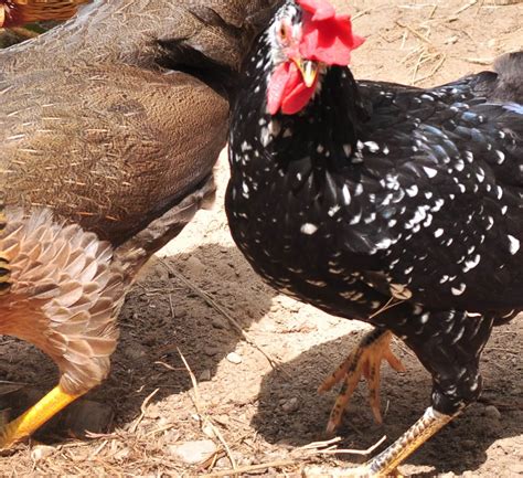 Ancona Insteading Chicken Breeds Guide