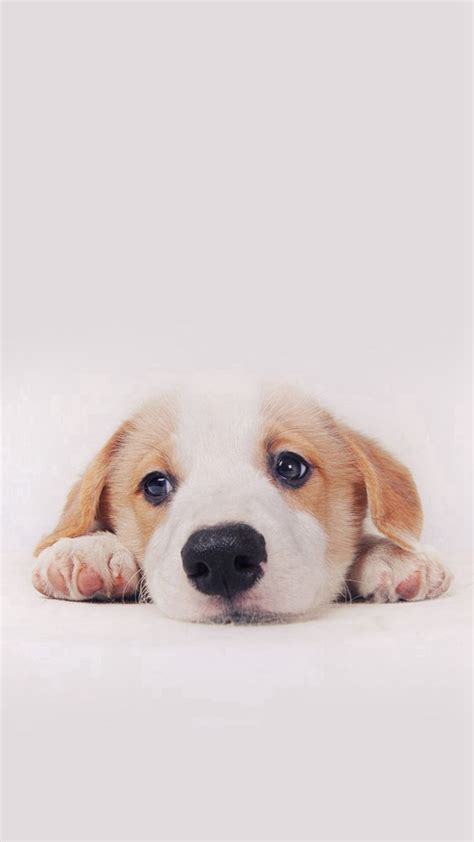 🔥 Download Cute Dog Wallpaper Top Background By Jaimevaldez