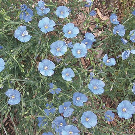 Blue Flax Perennial Flax Linum Perenne Pick Ontario