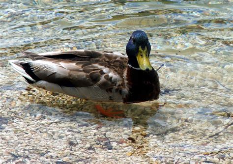 Duckie The Duck Free Photo Download Freeimages