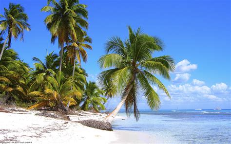 Nature Landscape Beach Palm Trees Wallpapers Hd