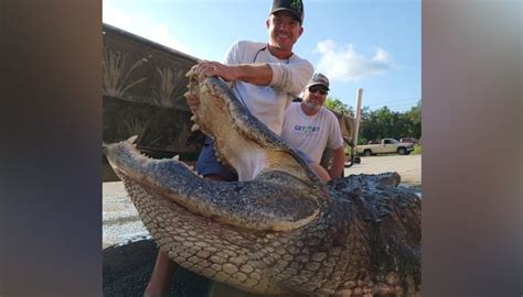 Over 900 Pound Heavy Alligator Caught In Florida Stunning Viewers