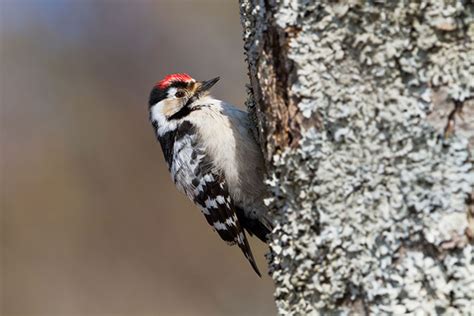 Lesser Spotted Woodpecker Bird Identification Guide Bird Spot