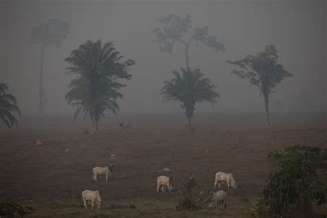 Cidades Maiores Rebanhos Bovinos Lideram Emiss Es De Carbono Vegazeta