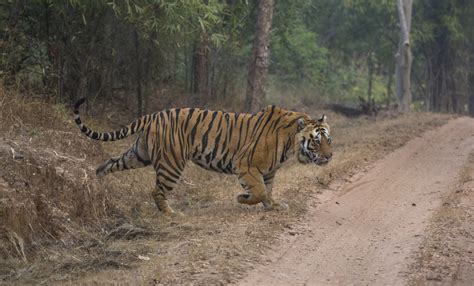 Bandhavgarh Tiger Safari India Blog