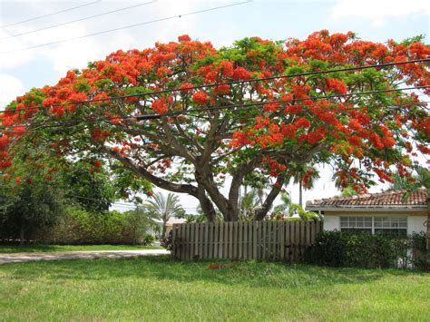 Large Red Flowering Tree In Florida Cecily Dupuis