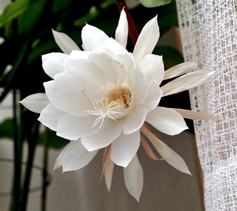 10 Types Of Night Blooming Cereus