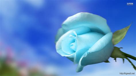 Credit is provided to the original image authors within the. Sky Blue Rose Wallpaper - Background Wallpaper HD