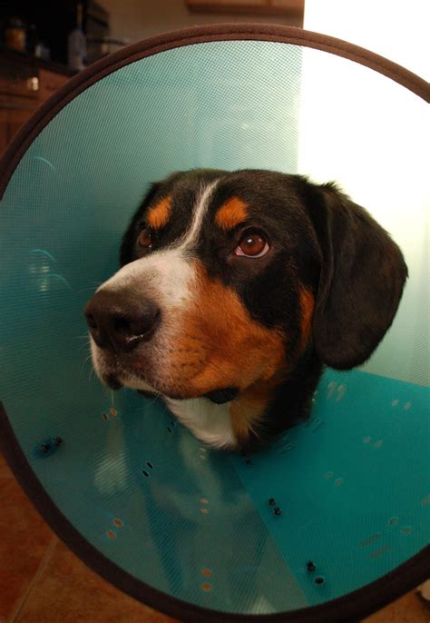 Maybe you would like to learn more about one of these? 5 Comfy Alternatives to the Dreaded Cone of Shame, and a ...