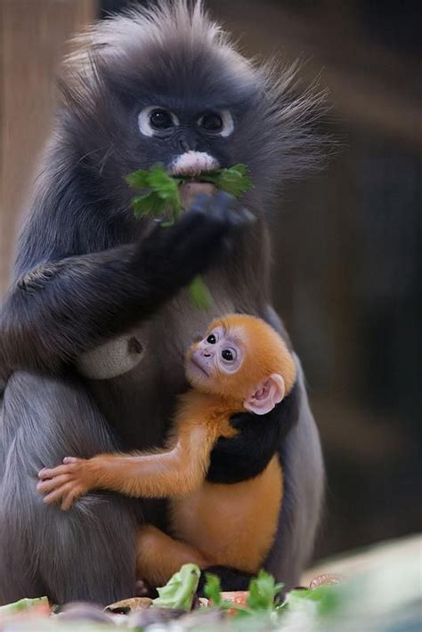 Dusky leaf monkey holding her baby. Newborn Brillangoer (Dusky Leaf Monkey) | Natures ...