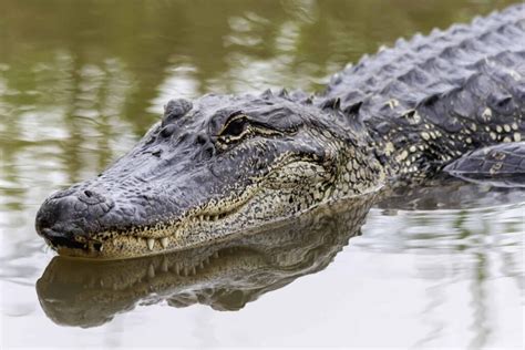 Watch An Alligator Sneak Up On A Florida Fisherman Showing Off His