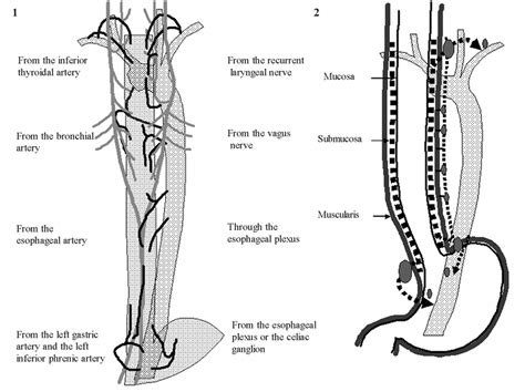 Arteries And Nerves Of The Esophagus Figure 2 Lymphatic Drainage