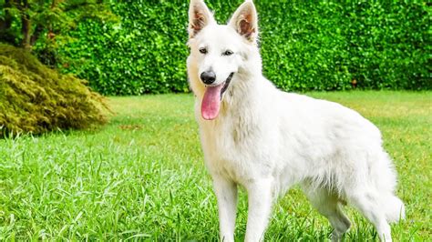 15 Big White Long Haired Dogs With Pictures