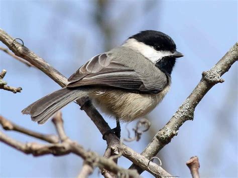 Carolina Chickadee Celebrate Urban Birds