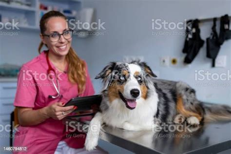 Dog Being Examined By A Veterinarian Stock Photo Download Image Now