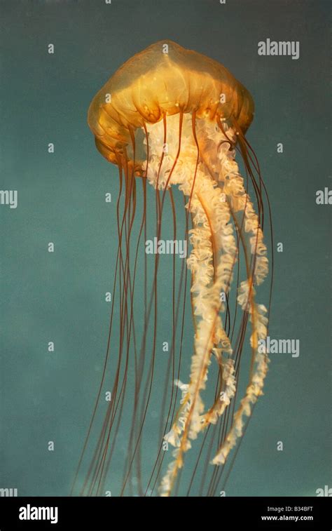 Chrysaora Fuscescens Pacific Sea Nettle Stock Photo Alamy
