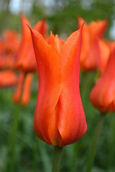 Cebulki Tulipanów Z Holandii Ballerina Dutchgrown™
