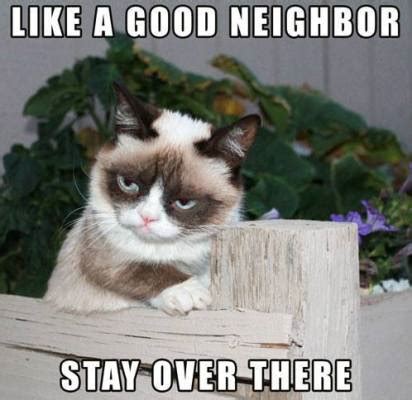 Of The Best Grumpy Cat Moments Sheknows