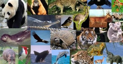 Crece La Lista De Especies En Peligro De Extinción A 26 Mil La Verdad