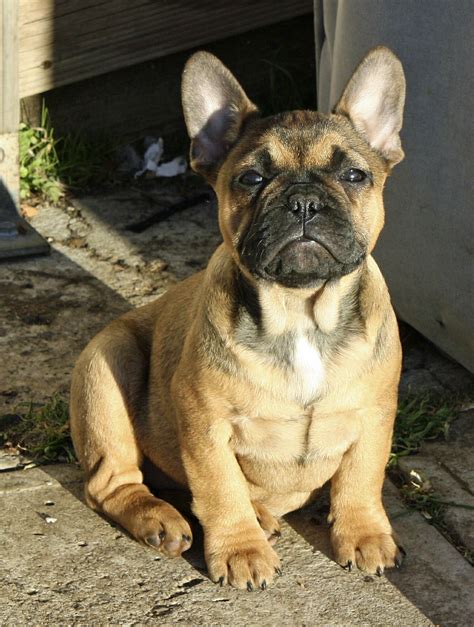 31 Top Pictures Frenchie French Bulldog Dna Color Chart : Understanding ...