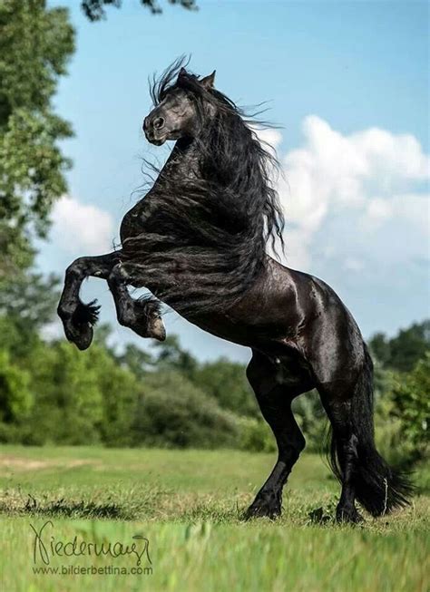 Rearing Black Horse Friesian Horse Horses Most Beautiful Horses