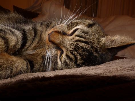 Free Images Animal Pet Kitten Feline Fauna Close Up Nose