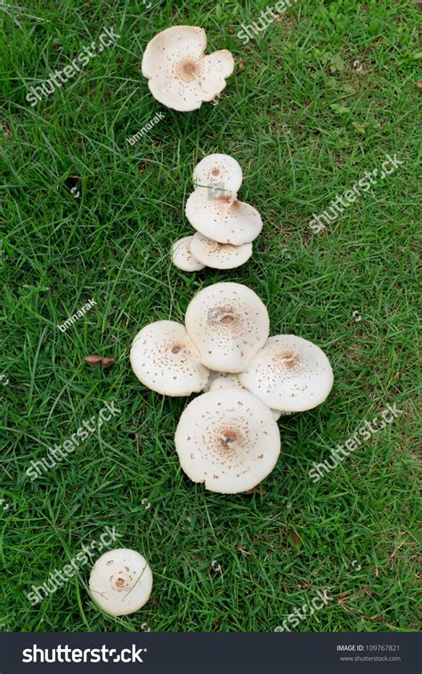 Large White Mushrooms Green Grass Lawn Stock Photo Edit