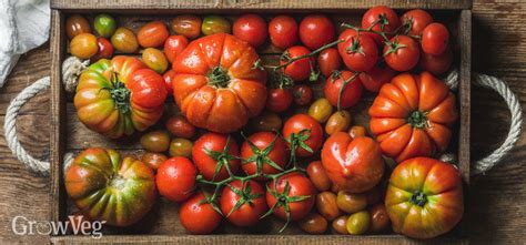 Tomato Regular Grow Guide