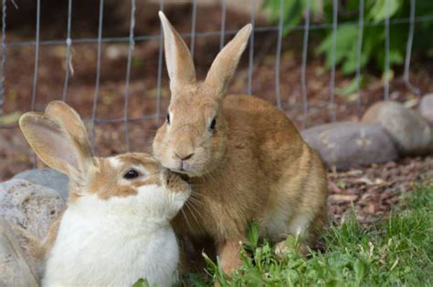 Kissing Rabbit Stock Photos Pictures And Royalty Free Images Istock