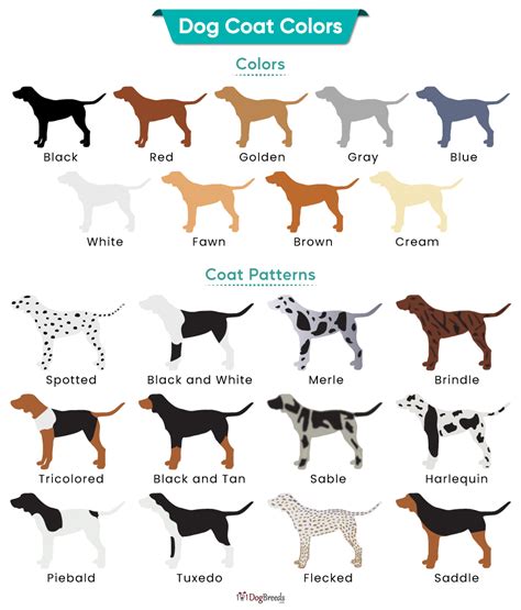 Dog Coat Colors With Pictures