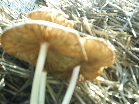 Shrooms Id Springfield Missouri Mushroom Hunting And Identification