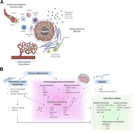 Hcc Tumor Microenvironment Components Impacting Cell Therapy A