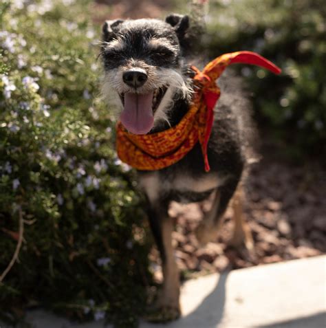 Happy Tails Dogs – Wagging Tails Rescue