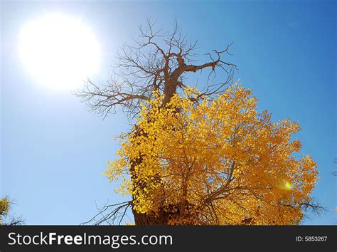 Golden Yellow Poplar Tree And Blue Color Sky Free Stock Images