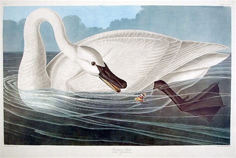 Trumpeter Swan From The Birds Of America Amsterdam Edition John