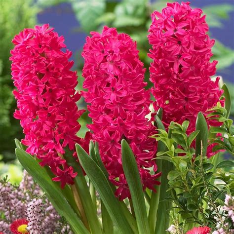 Buy Garden Hyacinth Bulbs Hyacinthus Orientalis Jan Bos £499 Delivery
