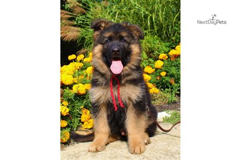 Vom Buflod Red German Shepherd Puppy For Sale Near Dayton