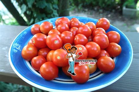 Orange Roussollini Tomato Seeds For Sale At Renaissance Farms