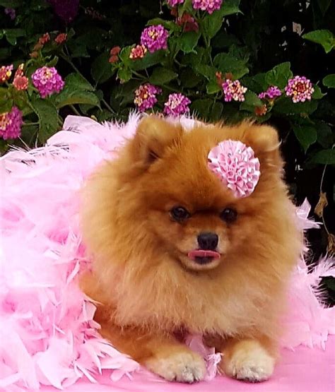 Pomeranian In Pink Pretty In Pink Pomeranian Puppy Teacup