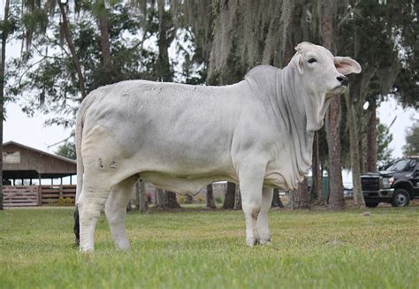 Check out our upcoming sales webpage for information about our consignment and production sales. Moreno Ranches Announces Updates for Houston Brahman ...