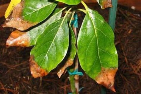 What Causes Brown Edges On Leaves Of Plants Dummer ゛☀ Garden