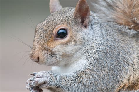 Kirkby Grey Squirrel Control