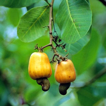 The fruit of the poisonous tree is a legal metaphor that was developed by the courts of the united states of america. Photos of Odd-Looking Food Plants and Trees | Shape Magazine