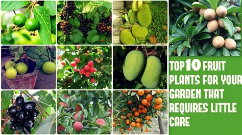 top 10 fruit plants for your garden that requires little care youtube