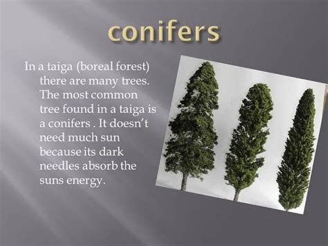 What Is The Difference Between Evergreen Forest And Coniferous Forest